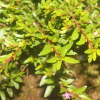 Cuphea hyssopifolia Kunth